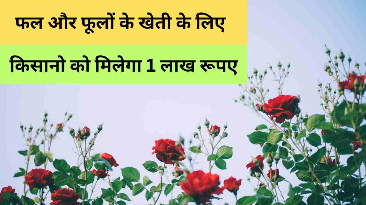 Horticultural Cluster Development Scheme 2024 Hindi